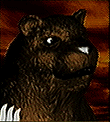 kuma-face.gif